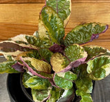 Hemigraphis Variegated Waffle with green and purple leaves on a wooden surface