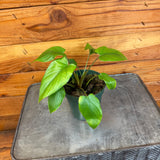 Homalomena Yellow Variegated on a metal surface with a wooden background