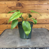Homalomena Yellow Variegated on a metal surface with a wooden background