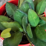 Hoya Bilobata, 2" Plant