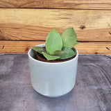 Hoya CV Chouke on a gray surface with a wooden background