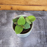 Hoya CV Chouke on a textured surface with wooden background