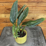 Monstera Standleyana Variegata on a metal surface with a wooden background