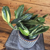 Monstera Standleyana Variegata on a wooden surface