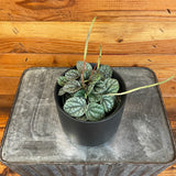 Peperomia Greyhound on a metal tray with a wooden background