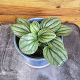 Peperomia Moonlight on a wooden surface