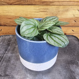 Peperomia Moonlight in a blue pot on a metal surface with a wooden background