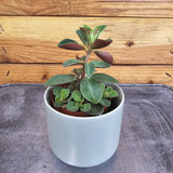 Peperomia Red Log on a metal surface with a wooden background