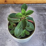 Small Peperomia Red Log on a textured surface with a wooden background