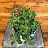 peperomia red log on a metal tray with a wooden background