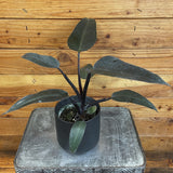Philodendron Majesty on a metal surface with a wooden background