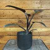 Philodendron Majesty on a metal surface with a wooden background
