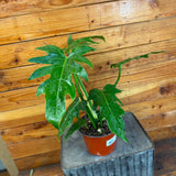 Philodendron Mayoi on a small table with a wooden wall background