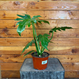 Philodendron Mayoi on a metal stand against a wooden wall