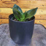 Sansevieria Black Jade Hahnii in a black pot on a wooden surface