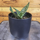 Sansevieria Green Hahnii in a black pot on a wooden surface