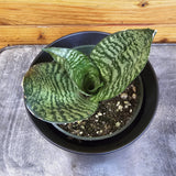 Sansevieria Green Hahnii with striped leaves on a wooden surface