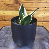 Sansevieria Jade Pagoda Hahnii, with a variegated leaf in front of a wooden wall.
