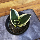 Sansevieria Jade Pagoda Hahnii, with green and yellow leaves on a wooden surface