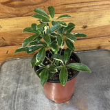 Schefflera Moondrop on a metal surface with a wooden background