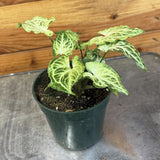Syngonium Batik with variegated leaves on a metal surface with a wooden background