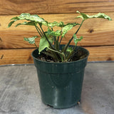 Syngonium Batik on a metal surface with a wooden background