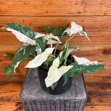 Syngonium Albo-Variegatum with green and white leaves on a wooden surface