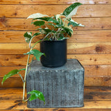 Syngonium Albo-Variegatum on a textured metal stand against a wooden background