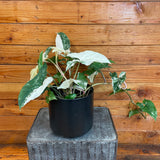 Potted Syngonium Albo-Variegatum on a wooden surface with a wooden background