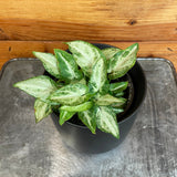 Syngonium 'Three Kings' with green and white leaves on a wooden surface