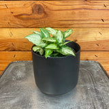 Syngonium 'Three Kings' in a black pot on a metal surface with a wooden background