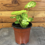Syngonium Siam Kiwi Delight on a metal surface with a wooden background