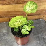 Syngonium Siam Kiwi Delightwith green leaves on a metal surface against a wooden background