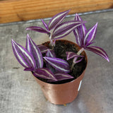 Tradescantia Pink Paradise with purple and green leaves on a metal surface with wooden background