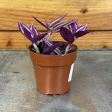 Tradescantia Pink Paradise with purple leaves on a metal surface with wooden background