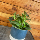 Tradescantia Sillamontana Purple Teddy Bear Vine with green leaves in a blue pot against a wooden background