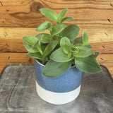 Tradescantia Sillamontana Purple Teddy Bear Vine on a metal surface with a wooden background