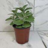 Tradescantia Sillamontana Teddy Bear Vine on a marble surface