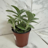 Tradescantia Sillamontana Teddy Bear Vine on a marble surface with a white marble background