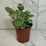 Tradescantia Sillamontana Teddy Bear Vine on a marble floor with a tiled wall background