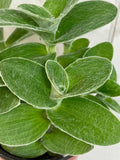 Close-up of Tradescantia Sillamontana Teddy Bear Vine leaves with a blurred background