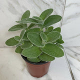 Tradescantia Sillamontana Teddy Bear Vine on a marble surface