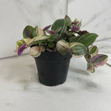 Tradescantia Tricolor with variegated leaves on a light gray background