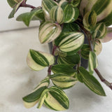 Tradescantia Tricolor on a light background
