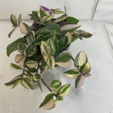 Tradescantia Tricolor on a light surface with a neutral background