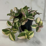 Tradescantia Tricolor in a pot on a marble surface