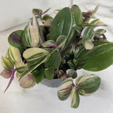 Tradescantia Tricolor with green and purple leaves on a white background