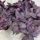 Tradescantia Zebrina Red Mini on a white marble surface