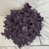 Tradescantia Zebrina Red Mini on a marble surface