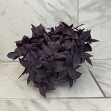 Tradescantia Zebrina Red Mini on a marble floor